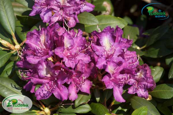 Rhododendron Tonika